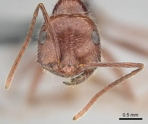 Ocymyrmex robustior specimen CASENT0814905 image casent0814905_3