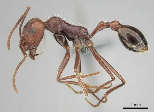 Ocymyrmex robustior specimen CASENT0814905 image casent0814905_4