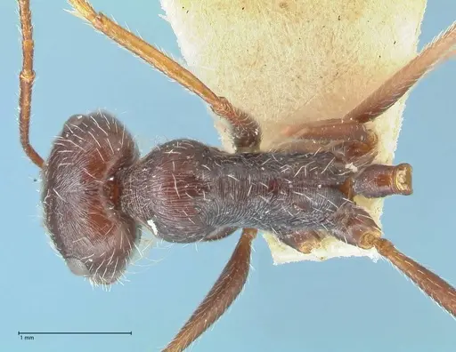 Ocymyrmex robustior specimen FOCOL2185 image focol2185_1