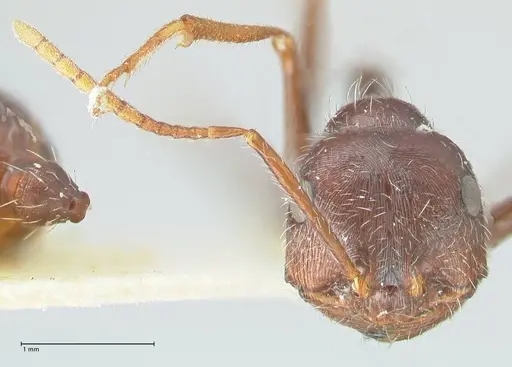 Ocymyrmex robustior specimen FOCOL2185 image focol2185_2