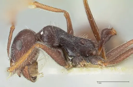 Ocymyrmex robustior specimen FOCOL2185 image focol2185_3