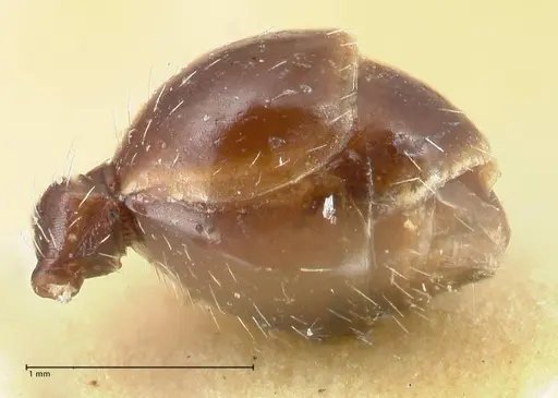 Ocymyrmex robustior specimen FOCOL2185 image focol2185_4