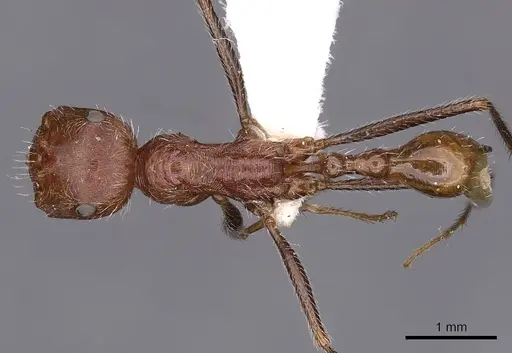 Ocymyrmex shushan specimen CASENT0900410 image casent0900410_1