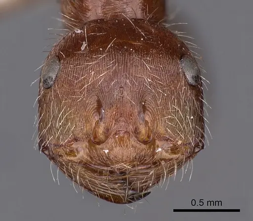 Ocymyrmex shushan specimen CASENT0900410 image casent0900410_2
