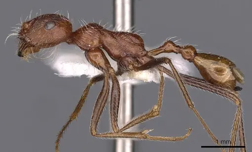 Ocymyrmex shushan specimen CASENT0900410 image casent0900410_3