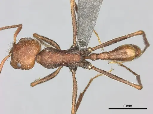 Ocymyrmex sobek specimen CASENT0235945 image casent0235945_1