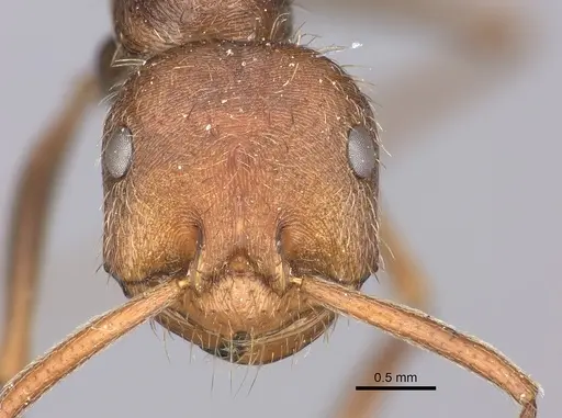 Ocymyrmex sobek specimen CASENT0235945 image casent0235945_2