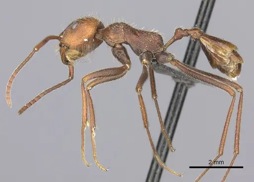 Ocymyrmex sobek specimen CASENT0235945 image casent0235945_3