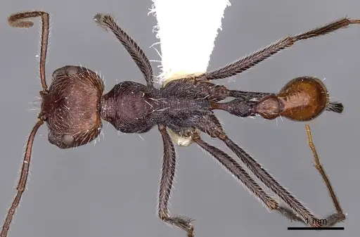 Ocymyrmex sobek specimen CASENT0900403 image casent0900403_1