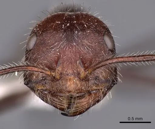 Ocymyrmex sobek specimen CASENT0900403 image casent0900403_2