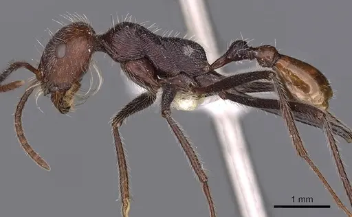 Ocymyrmex sobek specimen CASENT0900403 image casent0900403_3