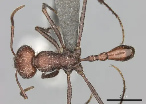 Ocymyrmex sphinx specimen CASENT0235948 image casent0235948_1