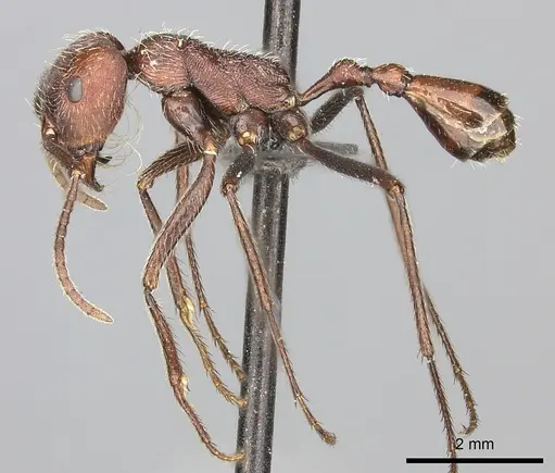 Ocymyrmex sphinx specimen CASENT0235948 image casent0235948_3
