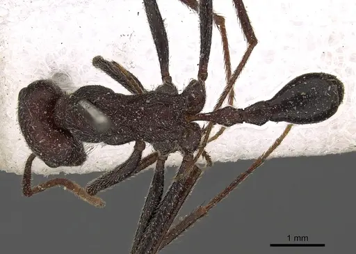 Ocymyrmex sphinx specimen CASENT0900396 image casent0900396_1