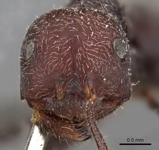 Ocymyrmex sphinx specimen CASENT0900396 image casent0900396_2