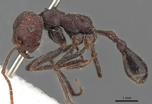 Ocymyrmex sphinx specimen CASENT0900396 image casent0900396_3