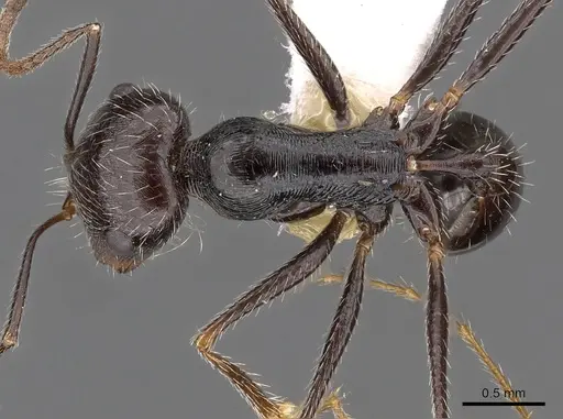 Ocymyrmex tachys specimen CASENT0900417 image casent0900417_1