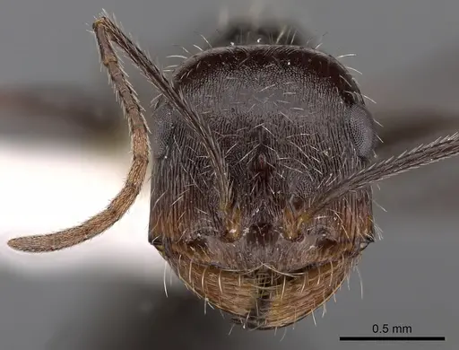 Ocymyrmex tachys specimen CASENT0900417 image casent0900417_2