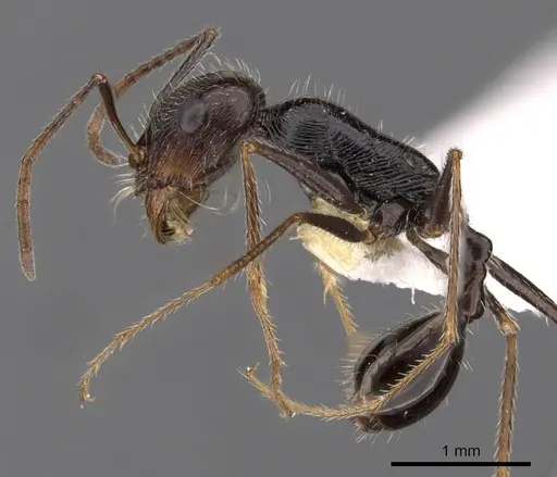 Ocymyrmex tachys specimen CASENT0900417 image casent0900417_3