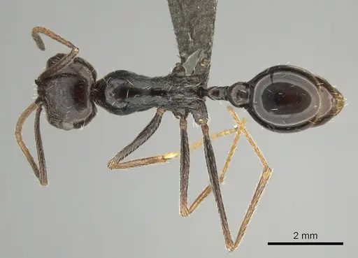 Ocymyrmex turneri specimen CASENT0252449 image casent0252449_1