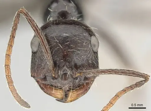 Ocymyrmex turneri specimen CASENT0252449 image casent0252449_2