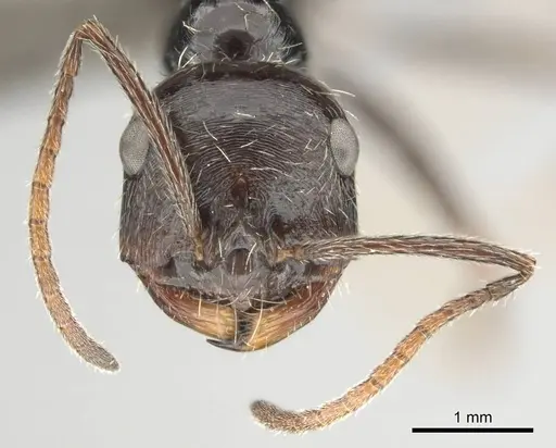 Ocymyrmex turneri specimen CASENT0252449 image casent0252449_3