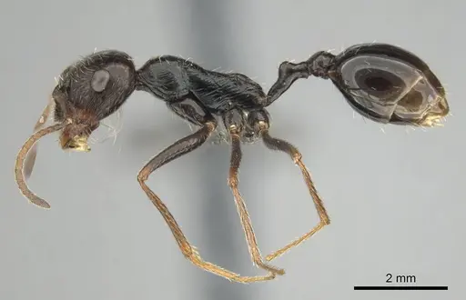 Ocymyrmex turneri specimen CASENT0252449 image casent0252449_4