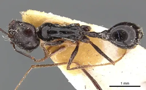 Ocymyrmex turneri specimen CASENT0900393 image casent0900393_1