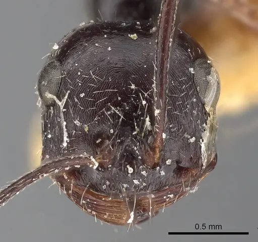 Ocymyrmex turneri specimen CASENT0900393 image casent0900393_2