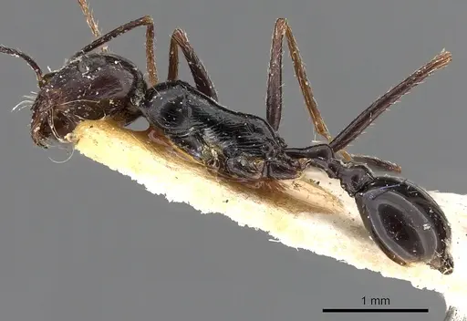Ocymyrmex turneri specimen CASENT0900393 image casent0900393_3
