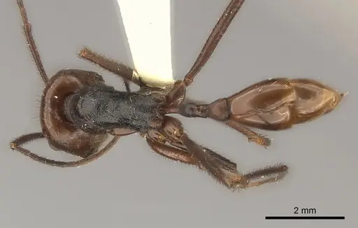 Ocymyrmex velox specimen CASENT0217900 image casent0217900_1