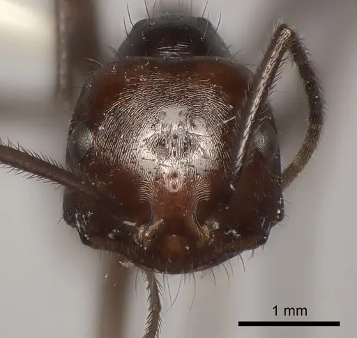 Ocymyrmex velox specimen CASENT0217900 image casent0217900_2