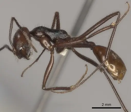 Ocymyrmex velox specimen CASENT0217900 image casent0217900_3