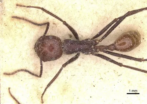 Ocymyrmex velox specimen CASENT0913239 image casent0913239_1