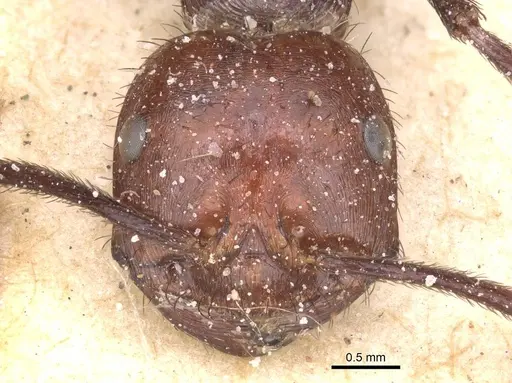 Ocymyrmex velox specimen CASENT0913239 image casent0913239_2