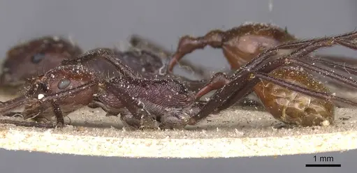 Ocymyrmex velox specimen CASENT0913239 image casent0913239_3