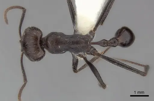 Ocymyrmex weitzeckeri specimen CASENT0217901 image casent0217901_1