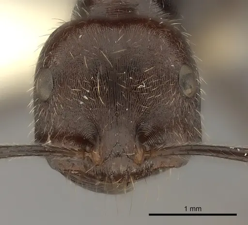 Ocymyrmex weitzeckeri specimen CASENT0217901 image casent0217901_2