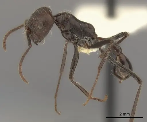 Ocymyrmex weitzeckeri specimen CASENT0217901 image casent0217901_3