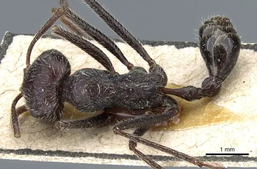 Ocymyrmex weitzeckeri specimen CASENT0904785 image casent0904785_1
