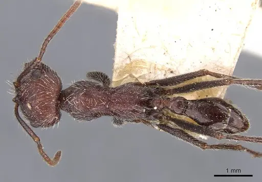 Ocymyrmex weitzeckeri specimen CASENT0909079 image casent0909079_1