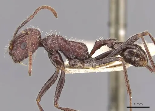 Ocymyrmex weitzeckeri specimen CASENT0909079 image casent0909079_3
