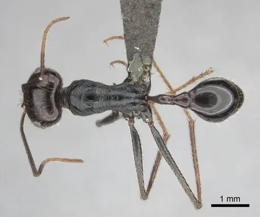 Ocymyrmex zekhem specimen CASENT0814160 image casent0814160_1