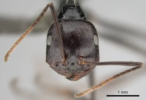 Ocymyrmex zekhem specimen CASENT0814160 image casent0814160_3