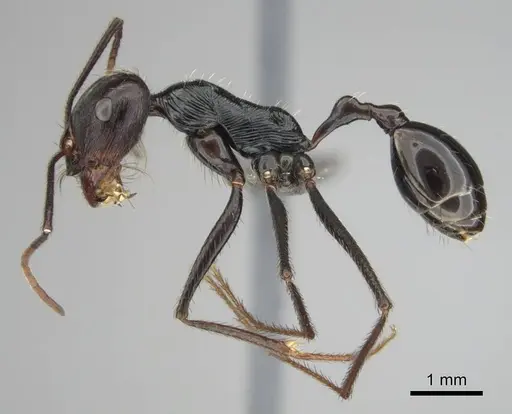 Ocymyrmex zekhem specimen CASENT0814160 image casent0814160_4