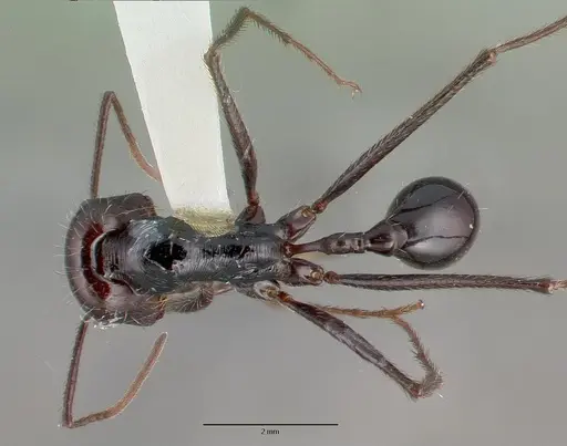 Ocymyrmex zekhem specimen CASTYPE13685 image castype13685_1