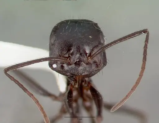 Ocymyrmex zekhem specimen CASTYPE13685 image castype13685_2