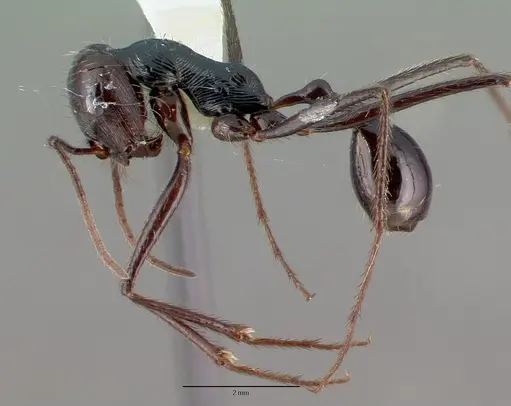 Ocymyrmex zekhem specimen CASTYPE13685 image castype13685_3