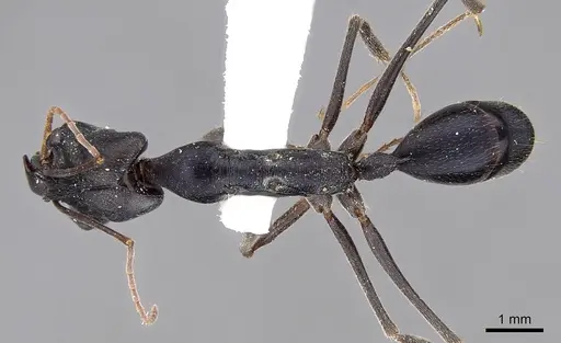 Odontomachus aciculatus specimen CASENT0281870 image casent0281870_1