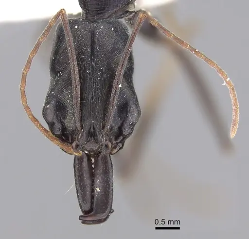 Odontomachus aciculatus specimen CASENT0281870 image casent0281870_2